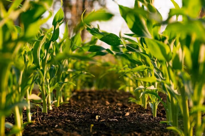 Cover image for Silicon Materials in Agricultural Supply Chains